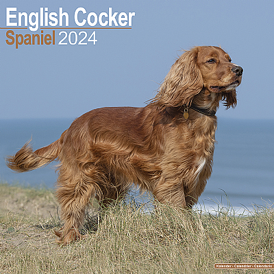 Cocker Spaniel Calendar 2024 (Square)